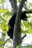 USNE1190399 Amerikaanse zwarte beer / Ursus americanus