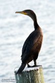 USNE1191024 geoorde aalscholver / Phalacrocorax auritus