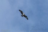 USNE1191080 visarend / Pandion haliaetus
