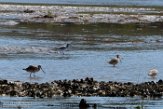 USNE1191097 marmergrutto / Limosa fedoa willet / Tringa semipalmata
