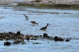 USNE1191099 marmergrutto / Limosa fedoa
