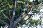 USNE1191109 Amerikaanse zeearend / Haliaeetus leucocephalus