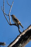 USNE1190262 roodborstkardinaal / Pheucticus ludovicianus