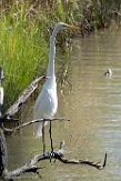 USNE1190995 grote zilverreiger / Ardea alba