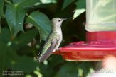 USNW1182842 Anna's kolibrie / Calypte anna