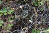 USNW1183587 Huttons vireo / Vireo huttoni
