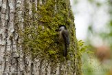 USNW1183596 Amerikaanse matkop / Poecile atricapillus