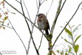 USNW1183630 zanggors / Melospiza melodia