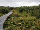USNW1183766 Tennant Lake boardwalk