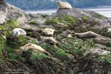 USNW1182926 gewone zeehond / Phoca vitulina