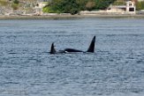USNW1183022 Bigg's orka / Orcinus orca