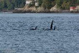 USNW1183036 Bigg's orka / Orcinus orca