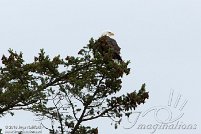 Puget Sound area