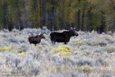 USNW1180292 Yellowstone eland / Alces alces shirasi
