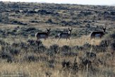 USNW1182211 pronghorn / Antilocapra americana americana