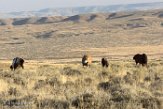 USNW1182244 mustang / Equus caballus