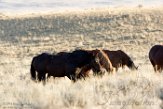 USNW1182251 mustang / Equus caballus