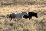 USNW1182257 mustang / Equus caballus
