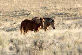 USNW1182260 mustang / Equus caballus