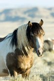 USNW1182269 mustang / Equus caballus