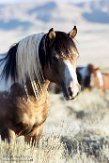 USNW1182271 mustang / Equus caballus
