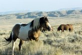 USNW1182280 mustang / Equus caballus