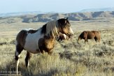USNW1182281 mustang / Equus caballus