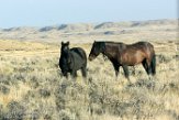 USNW1182282 mustang / Equus caballus
