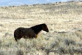 USNW1182289 mustang / Equus caballus