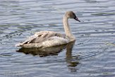 USNW1181051 trompetzwaan / Cygnus buccinator
