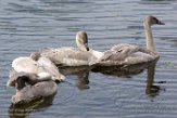 USNW1181055 trompetzwaan / Cygnus buccinator