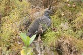 USNW1181231 blauw sneeuwhoen / Dendragapus obscurus