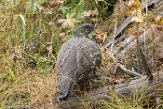 USNW1181235 blauw sneeuwhoen / Dendragapus obscurus