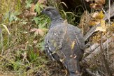 USNW1181242 blauw sneeuwhoen / Dendragapus obscurus