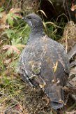 USNW1181245 blauw sneeuwhoen / Dendragapus obscurus