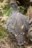 USNW1181248 blauw sneeuwhoen / Dendragapus obscurus