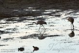 USNW1181459 Canadese kraanvogel / Antigone canadensis