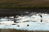 USNW1181461 Canadese kraanvogel / Antigone canadensis