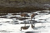 USNW1181473 Canadese kraanvogel / Antigone canadensis