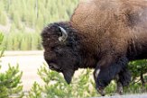 USNW1180910 Amerikaanse bizon / Bison bison bison