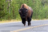 USNW1180913 Amerikaanse bizon / Bison bison bison
