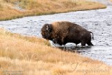 USNW1180919 Amerikaanse bizon / Bison bison bison