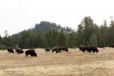 USNW1180930 Amerikaanse bizon / Bison bison bison