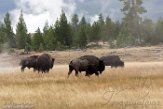 USNW1180932 Amerikaanse bizon / Bison bison bison