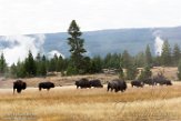 USNW1180934 Amerikaanse bizon / Bison bison bison