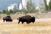 USNW1180935 Amerikaanse bizon / Bison bison bison