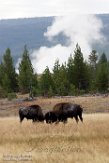 USNW1180945 Amerikaanse bizon / Bison bison bison