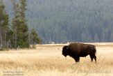 USNW1180948 Amerikaanse bizon / Bison bison bison