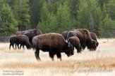USNW1180949 Amerikaanse bizon / Bison bison bison