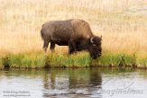 USNW1180963 Amerikaanse bizon / Bison bison bison